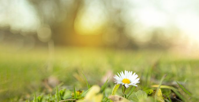 daisy flower in a filed with green grass, trees and sunset with copy space
