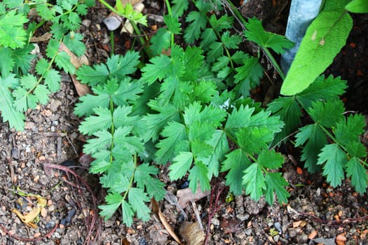 The picture shows green pimpinella in the garden