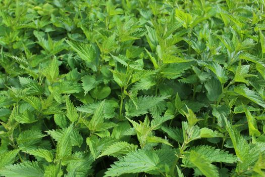 The picture shows many stinging nettles