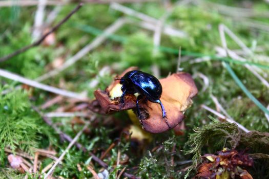 The picture shows a dung beetle on a mushroom in the forest