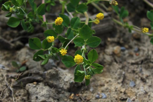 The picture shows suckling clover in the forest