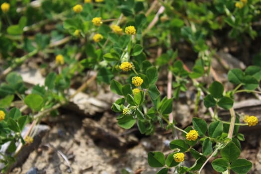 The picture shows suckling clover in the forest