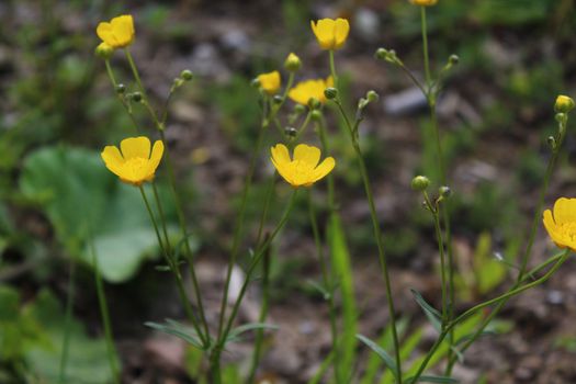 The picture shows a meadow with many buttercups