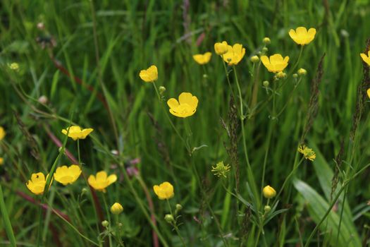 The picture shows a meadow with many buttercups