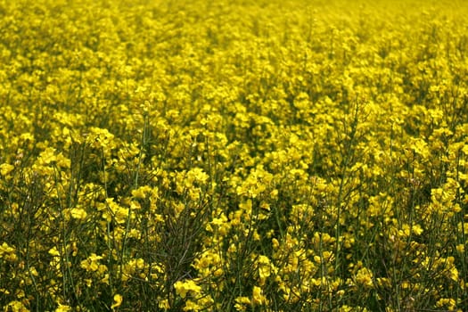 The picture shows a field of blossoming rape in the spring