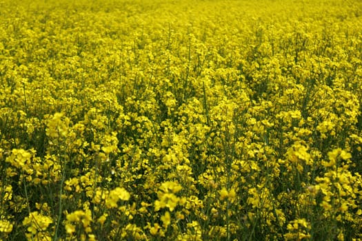 The picture shows a field of blossoming rape in the spring