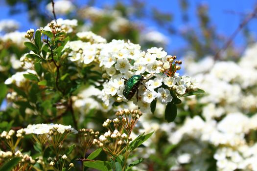 The pictureshows a rose chafer in the snowberry bush