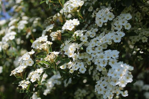 The picture shows a rose chafer in the snowberry bush