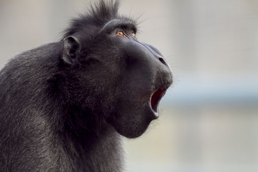 Black macaque in the wilderness