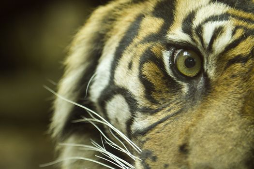 Tiger close up portrait