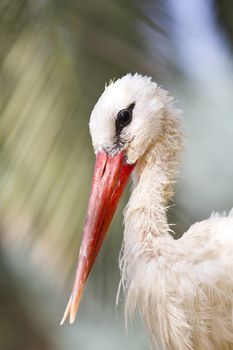 Stork portrait in the wilderness
