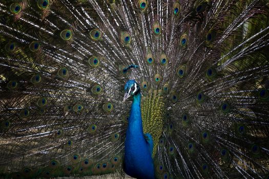 Peacock in the wilderness