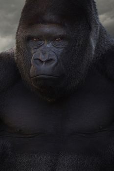 Gorilla portrait close up