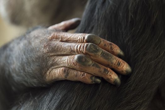 Chimp portrait close up