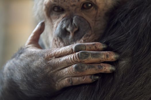 Chimp portrait close up