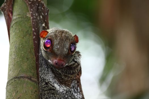 Colugo in the wilderness