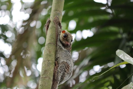 Colugo in the wilderness