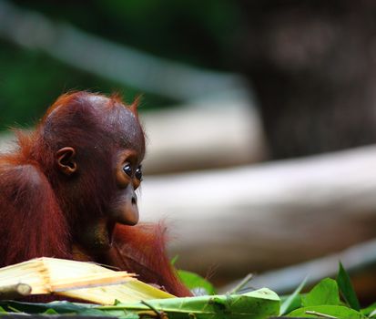 Baby orangutan in the wild