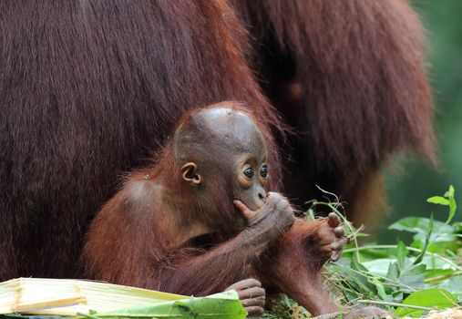 Baby orangutan in the wild