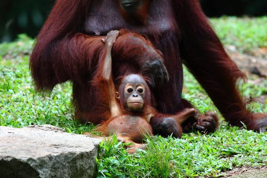 Baby orangutan in the wild