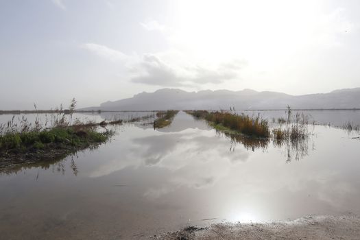 Rice fields in Pego Oliva