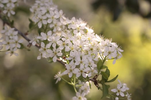 Plant with white flowers