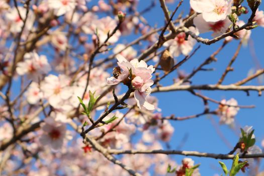 Almond trees in bloom, in Alicante Spain