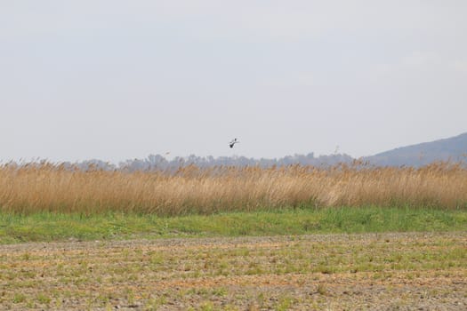 Rice fields in Pego Oliva, stork flying