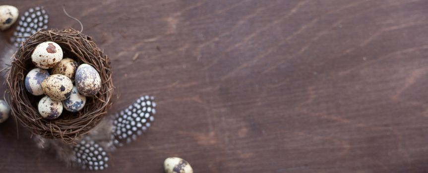 Quail eggs and feathers in nest on dark wooden background with copy space , easter eggs, easter nest concept