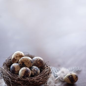 Quail eggs and feathers in nest on dark wooden background with copy space , easter eggs, easter nest concept