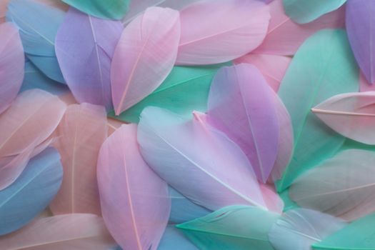 Coral Pink blue green pastel colored color trends feather texture background easter holiday softness concept