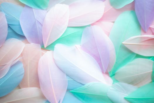 Coral Pink blue green pastel colored color trends feather texture background easter holiday softness concept