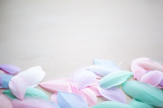 Coral Pink blue green pastel colored color trends feather texture background easter holiday softness concept