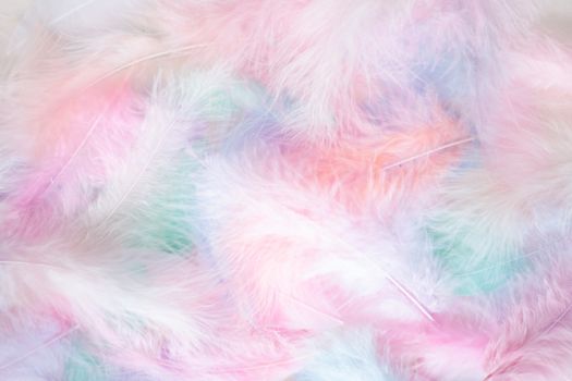 Coral Pink blue green pastel colored color trends feather texture background easter holiday softness concept