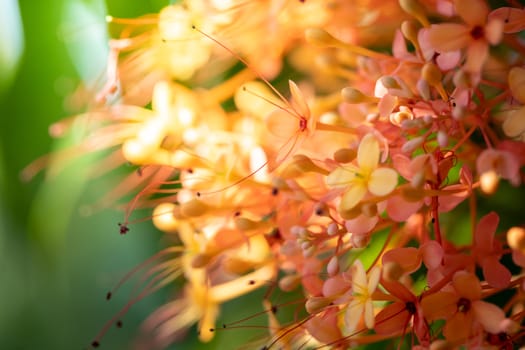 The background image of the colorful flowers, background nature