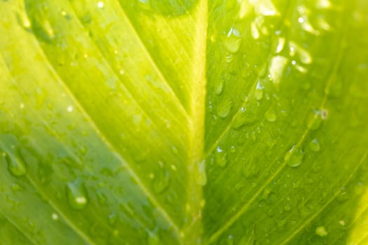 Close Up green leaf under sunlight in the garden. Natural background with copy space.