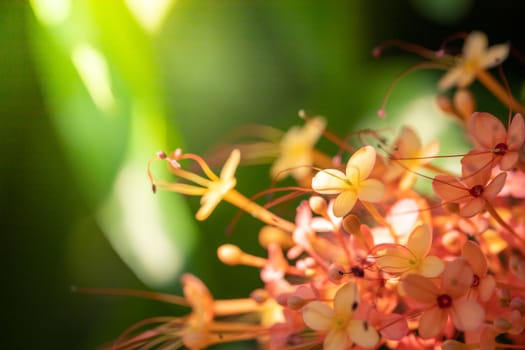 The background image of the colorful flowers, background nature