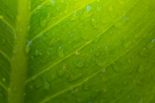 Close Up green leaf under sunlight in the garden. Natural background with copy space.