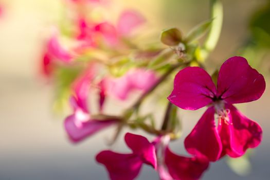 Beautiful blooming orchids in forest, On the bright sunshine