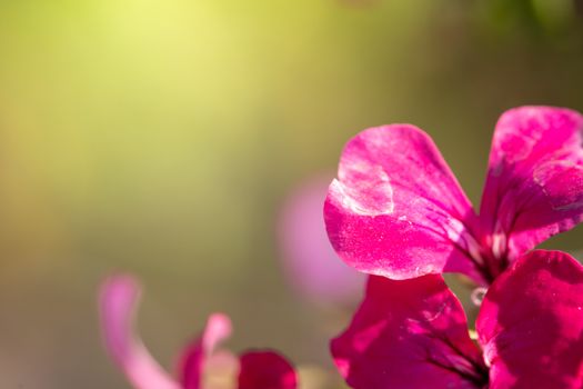 Beautiful blooming orchids in forest, On the bright sunshine