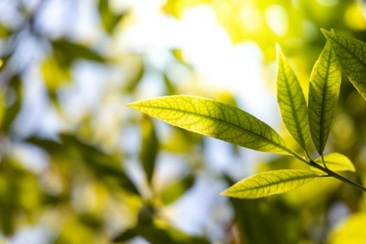 Close Up green leaf under sunlight in the garden. Natural background with copy space.