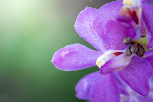 Beautiful blooming orchids in forest, On the bright sunshine