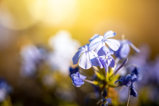 The background image of the colorful flowers, background nature