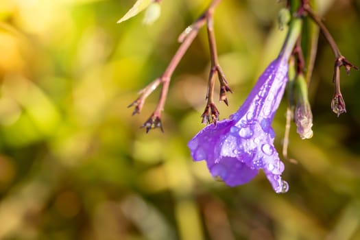 The background image of the colorful flowers, background nature