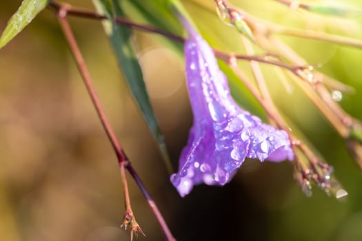 The background image of the colorful flowers, background nature