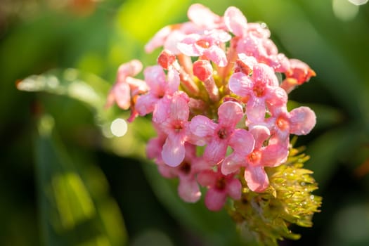 The background image of the colorful flowers, background nature