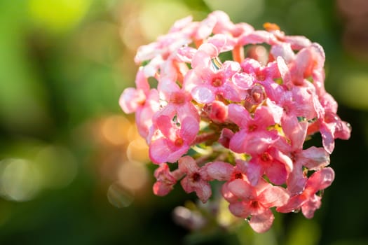 The background image of the colorful flowers, background nature