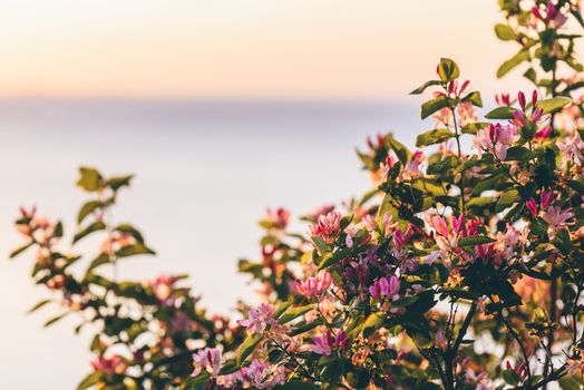 Pink flowers in sunrise light with river on backdrop