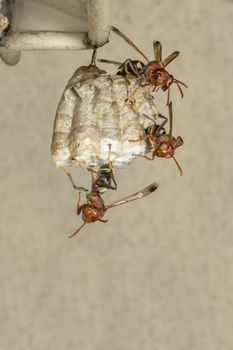 Image of Common Paper Wasp / Ropalidia fasciata and wasp nest on nature background. Insect. Animal