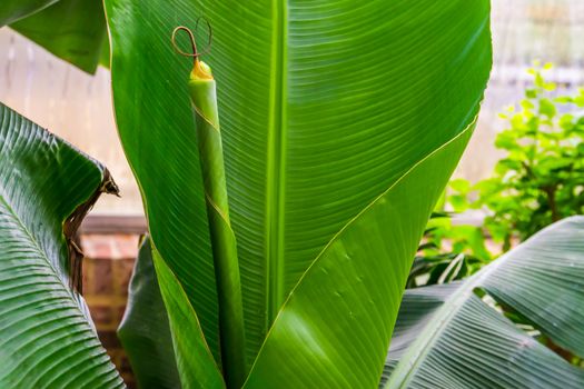 closeup of the leaf of a banana plant with a folded leaf, popular tropical plant specie